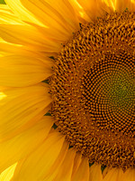 CA - P SA Au M 16581 Sunflowers_MG_0907-4