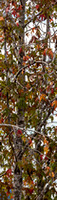 CV - P SA Au L 66236 Kooroomba Lavander Farm_MG_7341