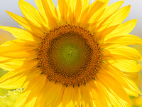 CA - P SA Au M 16556 Sunflowers_MG_0859