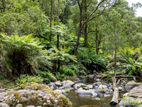 CA - P SA Au L 115899 Stevensons Falls Otways VIC- _56A2739