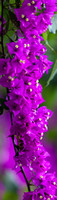 CV - P SA Au M 05567 Fingal Bogainvillea_MG_6828