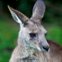 Fauna