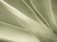 CA - P SA Au M 17429 Agave Fingal-1031