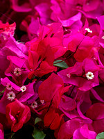 CA - P SA Au M 17266 Bogainvillea Kiama_MG_8806