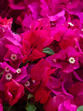 CA - P SA Au M 17266 Bogainvillea Kiama_MG_8806