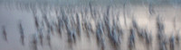 CH - P SA F 30078 Seagulls Fingal-_MG_1354-2