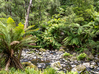 CA - P SA Au L 115914 Stevensons Falls Otways VIC- _56A2760