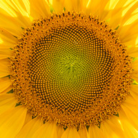 CA - P SA Au M 16556 Sunflowers_MG_0859-3